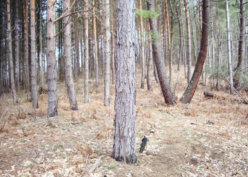 Le prime  morchelle del 2008